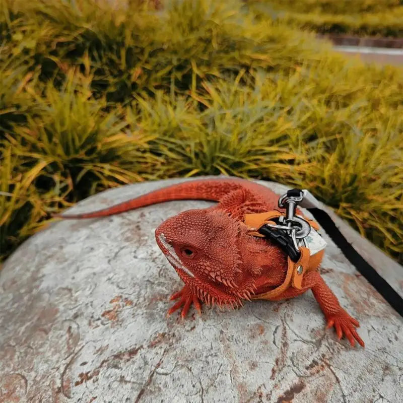Bearded Dragon/Lizard Leash And Harness Set ,Adjustable, PU Leather Harness With Traction Rope, Soft Leather Harness, 2 Sizes and 2 Colors