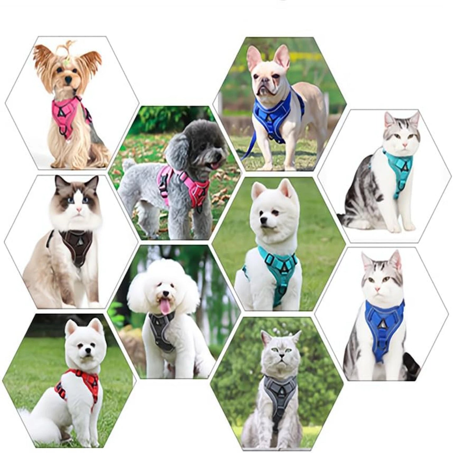 Comfortable and Adjustable Lake Blue Dog/Cat Harness and Leash