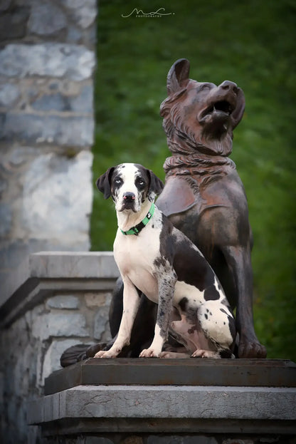 Dog Collar, Nylon Webbing, Adjustable, Padded, Soft, Reflective, Durable, Heavy Duty, Training